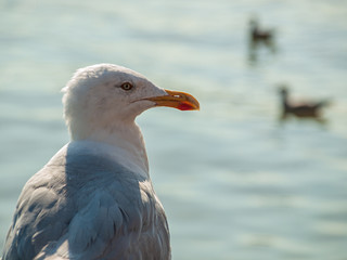 Close up of seagull in with water in background