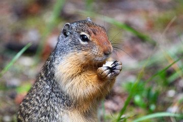 Hungry: Cute Columbian Ground squirrel eating in the Canadian Rocki