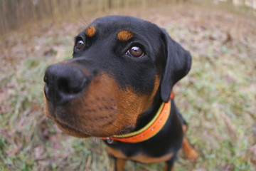 The portrait of a funny black and tan Rottweiler puppy with a collar sitting outdoors on a grass in autumn. Wide angle view