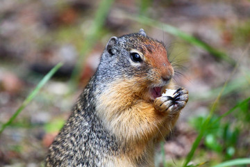 Hungry: Cute Columbian Ground squirrel eating in the Canadian Rockies / Jasper / Alberta 