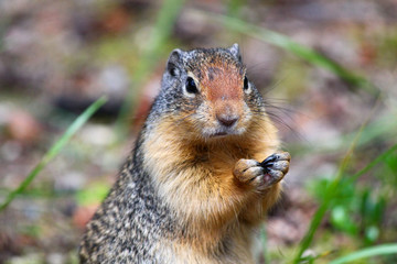 Naklejka na ściany i meble Squirrel eating nut: Cute Columbian Ground squirrel eating in the Canadian Rockies / Jasper / Alberta 