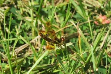 Halloween Pennant dragonfly (Celithemis eponina) on leaf in Florida wild, closeup