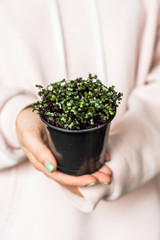 Grow sprouts of micro greens for a healthy salad. Eat right, stick to the concept of a young and modern kitchen. Ecofrendli and superfood. Raw food