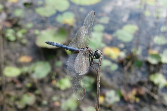 Tropical dragonfly on pond background, closeup
