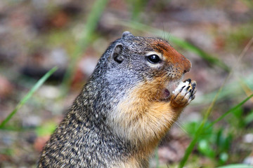 Cute Columbian Ground squirrel eating in the Canadian Rockies / Jasper / Alberta 