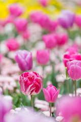 Single Late Tulips and Single Early Hybrid Tulips in purple and pink colors