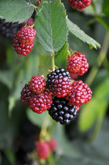 On the branch ripen the blackberries (Rubus fruticosus)