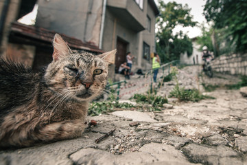 A one eyed cat is sitting on the cobblestone floor watching a dangerous bicycle race. Scary cat with only one eye staring at the camera.