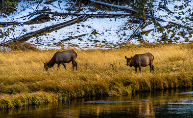 PAIR OF ELK ALONG MADISON RIVER, Yellowstone National Park.
