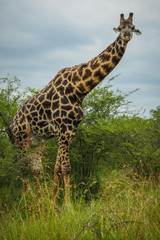 Naklejka na ściany i meble An african giraffe just coming out from the bush to inspect onlookers.