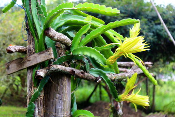 Pitaya plant with green branches on a dry wooden trunk and yellow flowers. Hylocereus undatus. © valdecilima