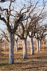 Rows of plum trees in an orchard
