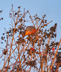 Male bullfinch feeding on berries
