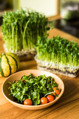 Grow sprouts of micro greens for a healthy salad. Eat right, stick to the concept of a young and modern kitchen. Ecofrendli and superfood. Raw food