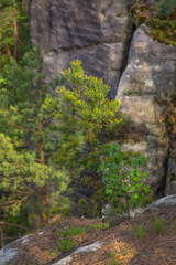 A young pine tree grows on the edge of a cliff