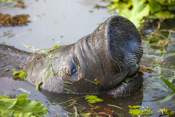 The manatee's head is unusual in a pond against the background of water plants. Fauna, aquatic animals, marine life.