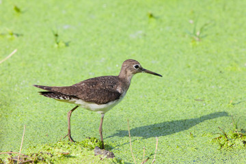 Solitary Sandpiper bird standing in the marsh looking for prey in green water. Nature animals ornithology.