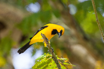 Yellow beautiful Oriole sitting on a branch in the bright sunlight, curious look at the camera. Animals, birds, ornithology.