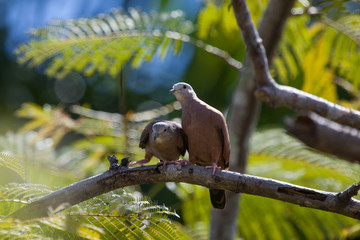 A pair of long-eared pigeons sitting lovingly on a tree branch on a Sunny, clear day. Nature, animals, birds.