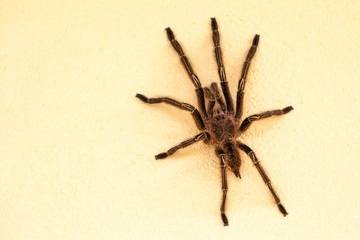 Forest tarantula shaggy sitting on a white wall in clear Sunny weather. Animals, insects, subtropics.