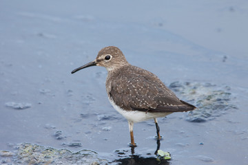 Solitary Sandpiper bird standing in the marsh looking for prey in water. Nature animals ornithology.