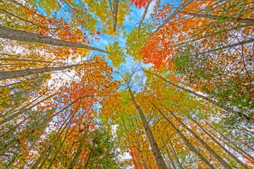 Looking up into the Fall Canopy