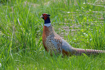 Ring-necked Pheasant foraging in the tall grass. The genus name comes from Latin phasianus, pheasant and the species name colchicus is Latin for Colchis. It is a popular game bird for hunting. 