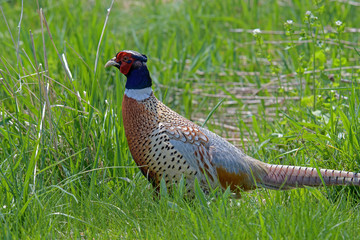 Ring-necked Pheasant foraging in the tall grass. The genus name comes from Latin phasianus, pheasant and the species name colchicus is Latin for Colchis. It is a popular game bird for hunting. 
