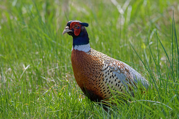 Ring-necked Pheasant foraging in the tall grass. The genus name comes from Latin phasianus, pheasant and the species name colchicus is Latin for Colchis. It is a popular game bird for hunting. 
