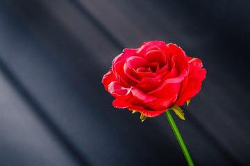A petal of a red rose on a black background with sun rays visible. Rose turning towards the sun, a romantic feeling of hope and bright future.