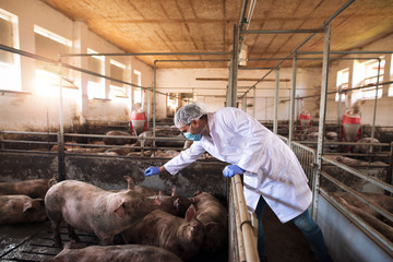 Portrait of veterinarian in white protective suit with hairnet and mask standing in pig pen touching domestic animals at pig farm. - obrazy, fototapety, plakaty