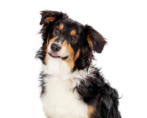 Shetland Sheepdog Crossbreed Closeup Isolated