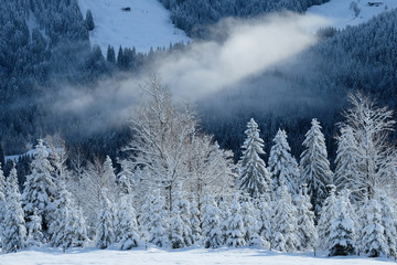 Panorama of beautiful snow covered coniferous trees, forest and mountain. Sunlight shines through fog in the valley. Natural light and shadow of winter scenery.  Ski resort and the Austrian Alps.