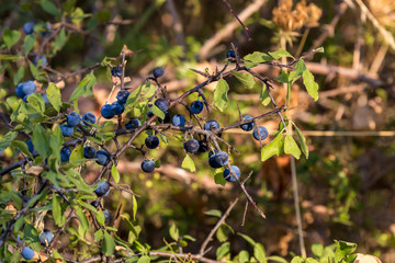The wild blackthorn (Prunus spinosa) with fruits growing in the highlands
