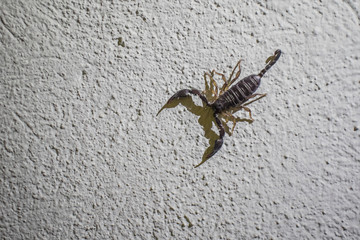 Big ugly looking scorpion on a textured white wall, casting a strong shadow on the ground. Scary looking scorpion on a wall.