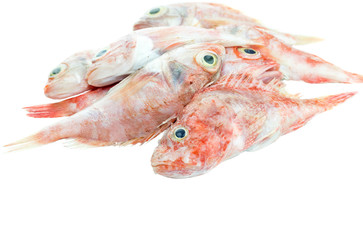 The red grouper on a white background close-up
