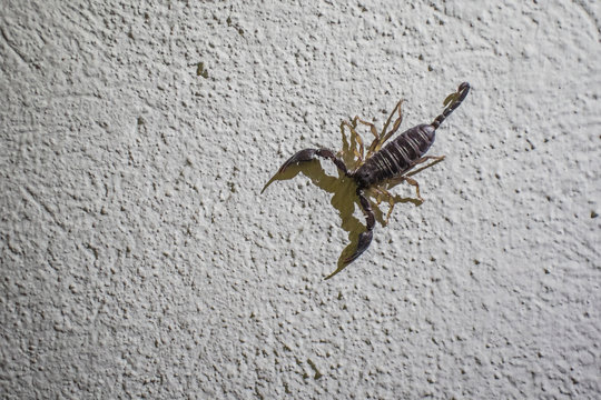 Big ugly looking scorpion on a textured white wall, casting a strong shadow on the ground. Scary looking scorpion on a wall.
