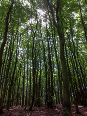 Tall trees in the forest in Bavaria, Germany