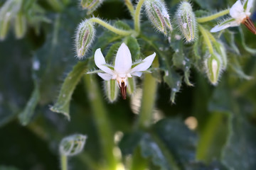 Wild Borage (Borago officinalis), of beautiful white flower, on a sunny winter morning