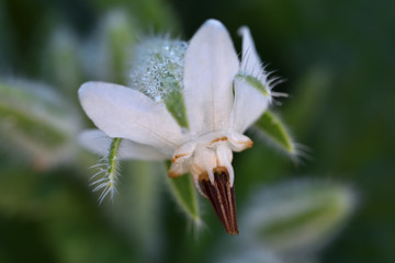 Wild Borage (Borago officinalis), of beautiful white flower, on a sunny winter morning