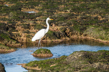 Great White Egret in Patagonia, Argentina