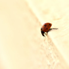 Ladybug walking along the edge of a step that resembles a white cliff