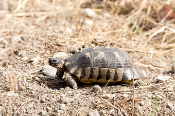 Tortoise close-up crawling on dry land