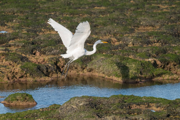 Great White Egret in Patagonia, Argentina