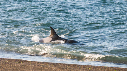Naklejka premium Killer whale hunting on the paragonian coast, Patagonia, Argentina