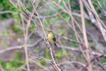 Female Painted Bunting Passerina ciris