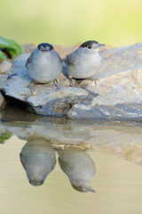 Toutinegra de barrete preto