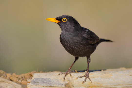 melro preto