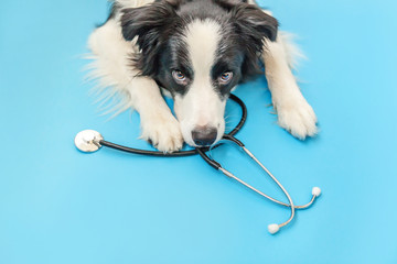Puppy dog border collie and stethoscope isolated on blue background. Little dog on reception at...