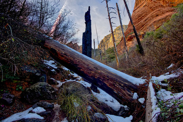 A large dead tree that has fallen across the Sterling Pass Tail in Sterling Canyon north of Sedona Arizona.